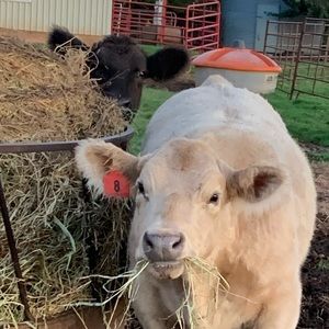 Meet your Posher, Kim